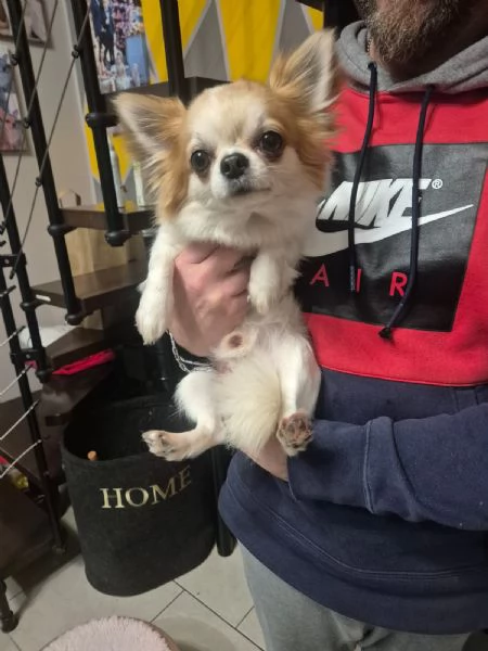 Chihuahua maschio pelo lungo con pedigree disponibile per monta | Foto 3