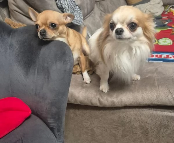 Chihuahua maschio pelo lungo con pedigree disponibile per monta | Foto 1