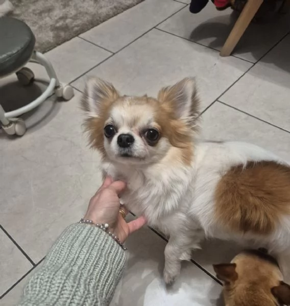Chihuahua maschio pelo lungo con pedigree disponibile per monta