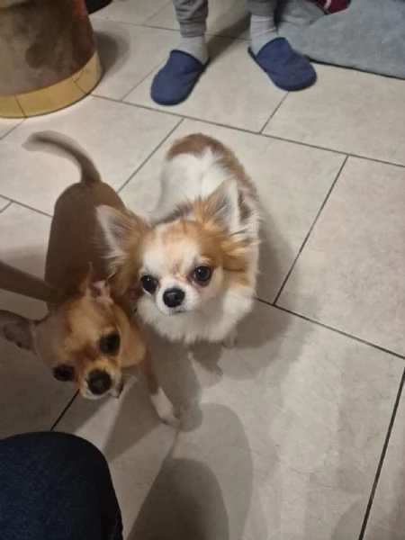 Chihuahua maschio pelo lungo con pedigree disponibile per monta | Foto 0