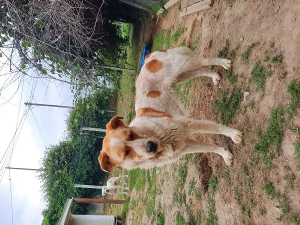 CERCO ADOZIONE | Foto 4