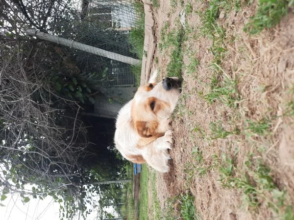 CERCO ADOZIONE | Foto 3