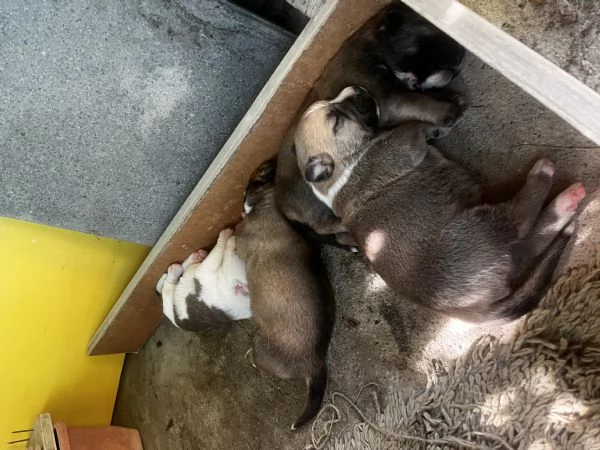 Regalo cuccioli