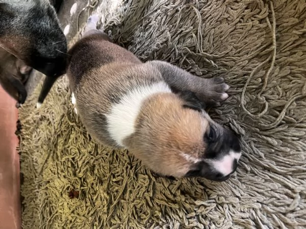 Regalo cuccioli | Foto 1