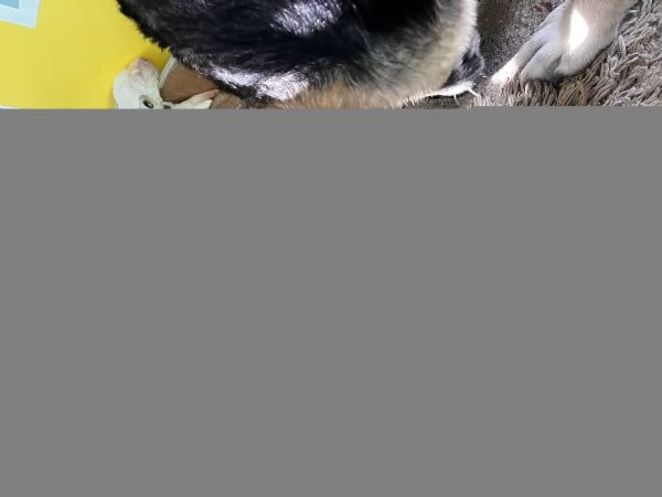 Regalo cuccioli | Foto 0