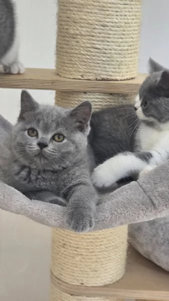 British Shorthair aspetta casa | Foto 0