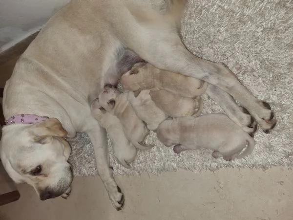Vendo cuccioli di Cane Corso di colore bianco.