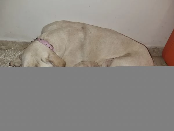 Vendo cuccioli di Cane Corso di colore bianco. | Foto 6