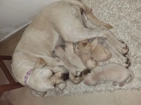 Vendo cuccioli di Cane Corso di colore bianco. | Foto 4