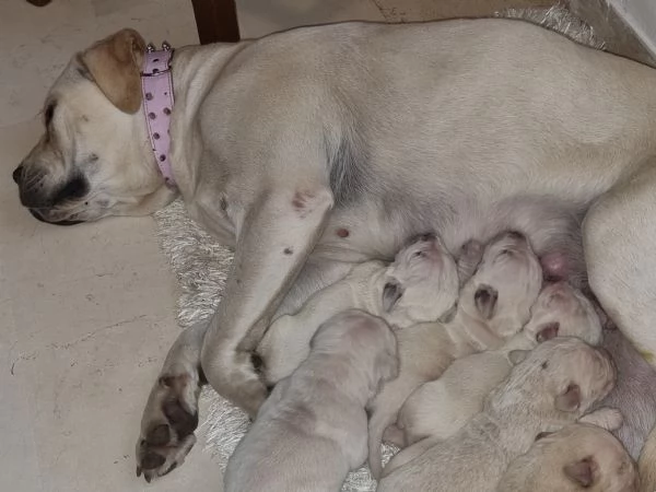 Vendo cuccioli di Cane Corso di colore bianco. | Foto 3