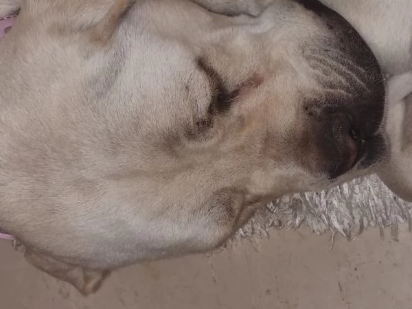 Vendo cuccioli di Cane Corso di colore bianco. | Foto 2