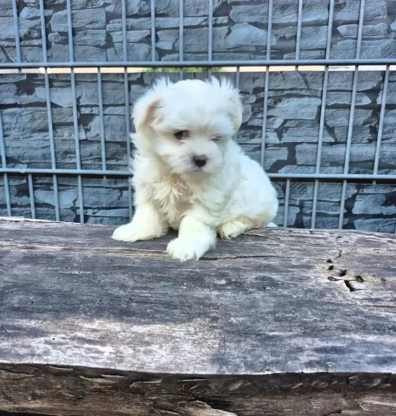 Adorabili cuccioli di Maltese cercano una casa* | Foto 0