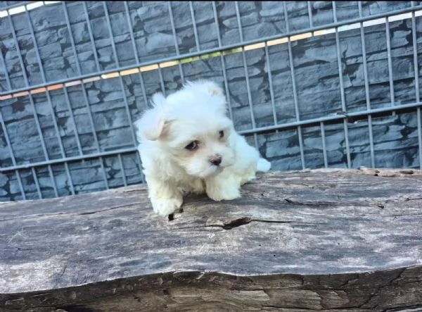 Adorabili cuccioli di Maltese cercano una casa*