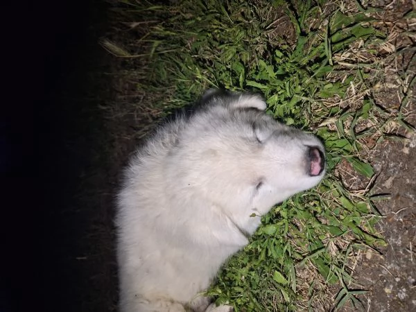 Cuccioli Pastore Maremmano-Abruzzese | Foto 5