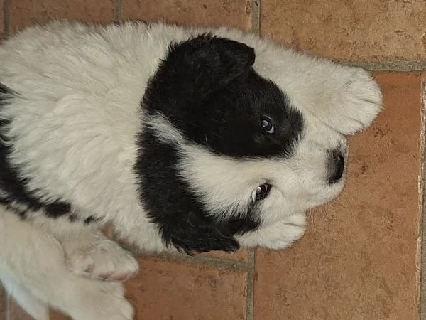 Cuccioli Pastore Maremmano-Abruzzese | Foto 4