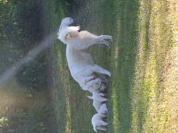 Cuccioli Pastore Maremmano-Abruzzese
