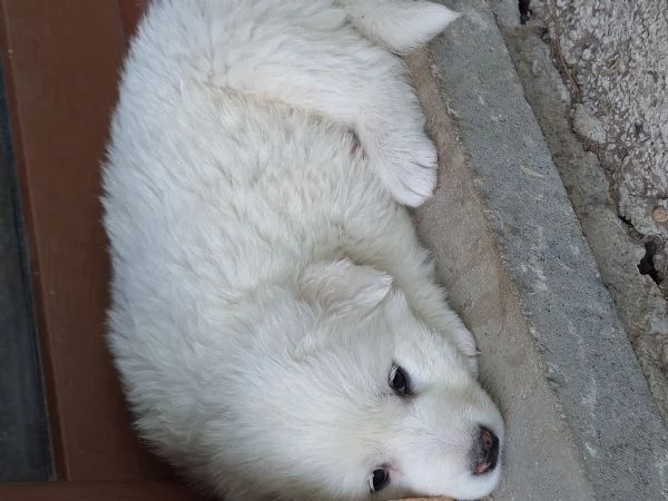 Cuccioli Pastore Maremmano-Abruzzese | Foto 3