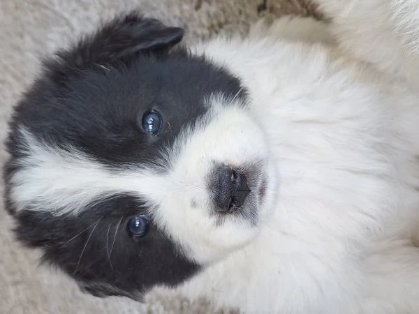 Cuccioli Pastore Maremmano-Abruzzese | Foto 2
