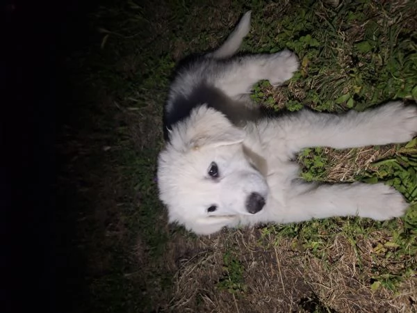 Cuccioli Pastore Maremmano-Abruzzese | Foto 1