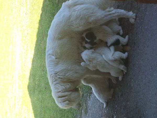 Cuccioli Pastore Maremmano-Abruzzese | Foto 0