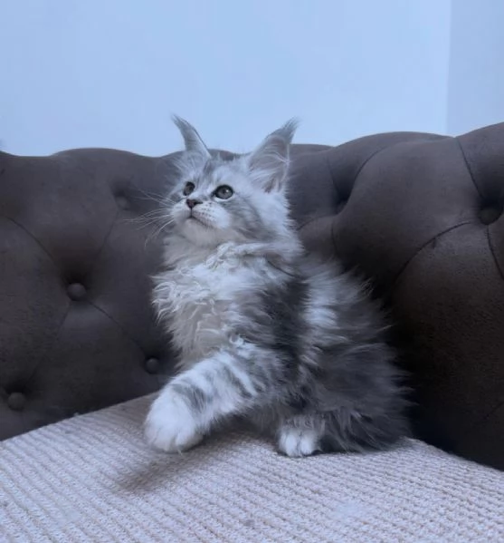 Cuccioli di Maine coon | Foto 0