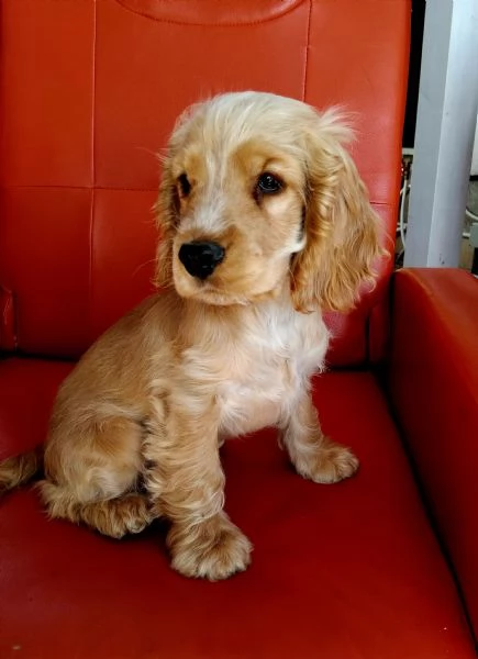 Cocker