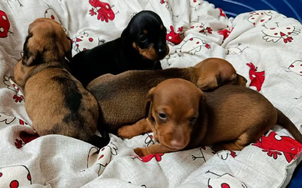 Cuccioli di bassotto nano  | Foto 0