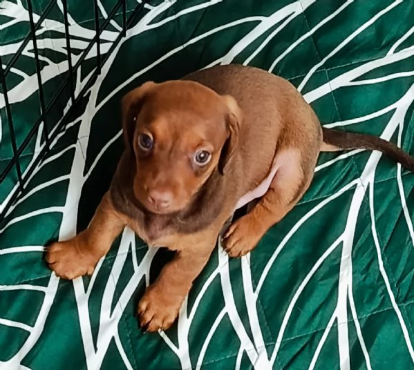 Cuccioli di bassotto nano 