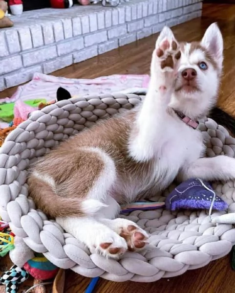 R&eacute;galo Siberian husky Cuccioli 
