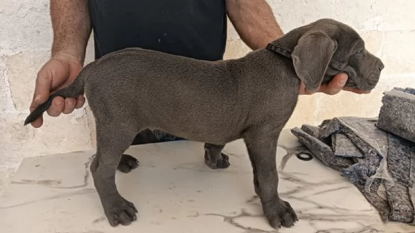 Cane corso 