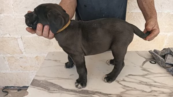 Cane corso  | Foto 3