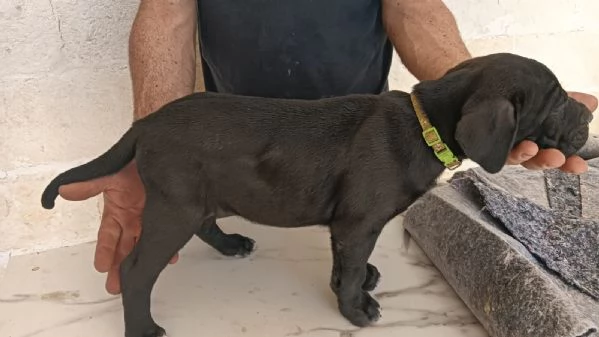 Cane corso  | Foto 2
