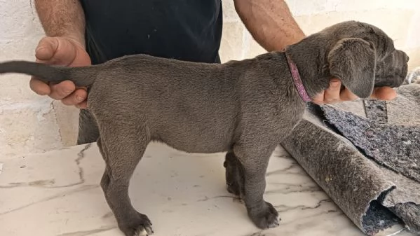 Cane corso  | Foto 1