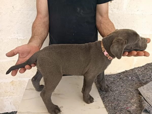 Cane corso  | Foto 0