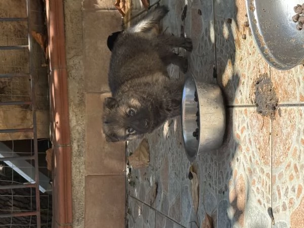 Cuccioli Pastore Tedesco Grigione (da lavoro )