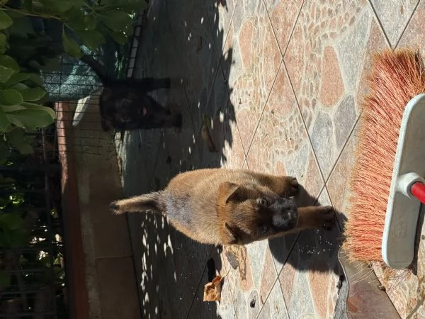 Cuccioli Pastore Tedesco Grigione (da lavoro ) | Foto 6