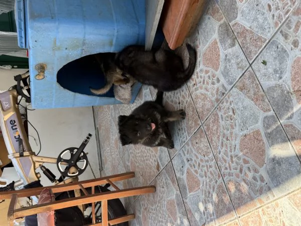 Cuccioli Pastore Tedesco Grigione (da lavoro ) | Foto 5
