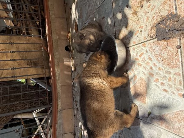 Cuccioli Pastore Tedesco Grigione (da lavoro ) | Foto 4