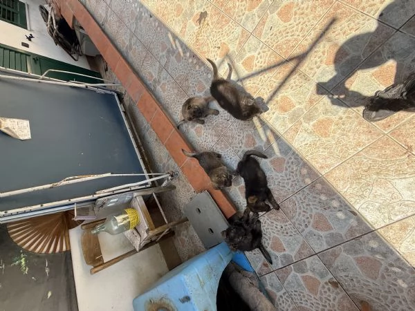 Cuccioli Pastore Tedesco Grigione (da lavoro ) | Foto 3