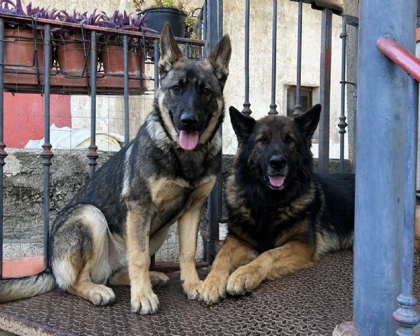 Cuccioli Pastore Tedesco Grigione (da lavoro ) | Foto 2