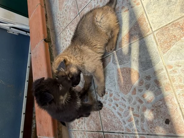 Cuccioli Pastore Tedesco Grigione (da lavoro ) | Foto 1