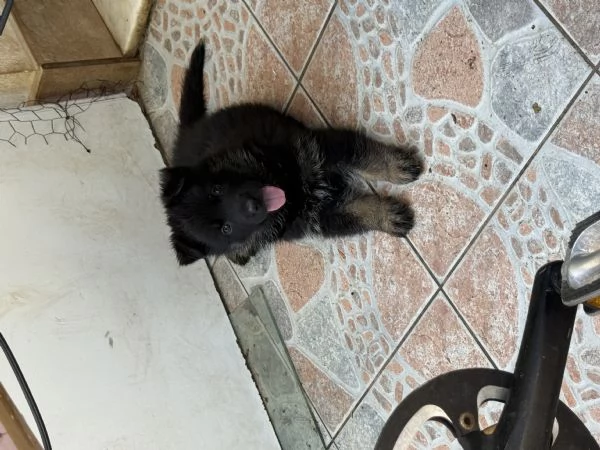Cuccioli Pastore Tedesco Grigione (da lavoro ) | Foto 0