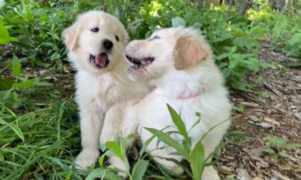 Cuccioli maschi di Golden Retriever | Foto 0
