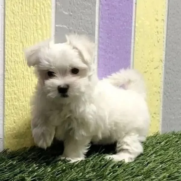 Due cuccioli Maltese | Foto 0