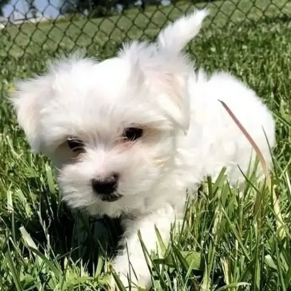 Due cuccioli Maltese