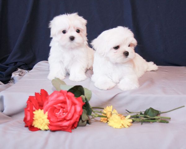 Maltese toy cuccioli | Foto 0