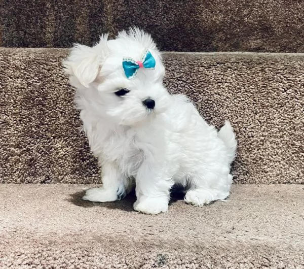 CUCCIOLI MALTESE TOY | Foto 0