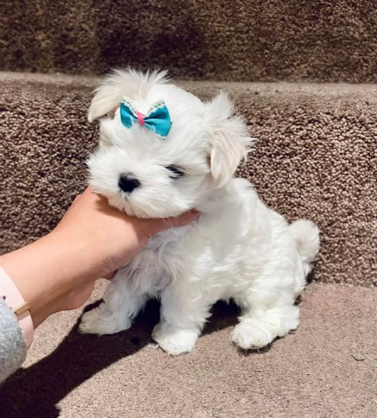 CUCCIOLI MALTESE TOY