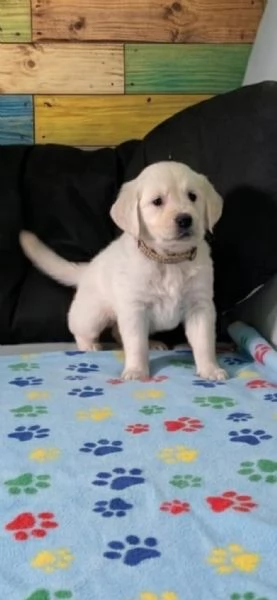 GoldenRetriver 