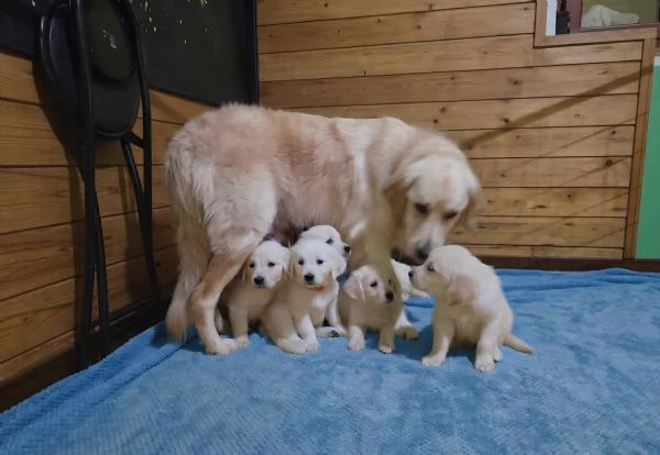 GoldenRetriver  | Foto 3